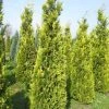 Gele Haagconifeer (Chamaecyparis Lawsoniana 'Ivonne') 1 Gele Haagconifeer (Chamaecyparis Lawsoniana 'Ivonne') -Groene Wereld cham l ivonne 250 300 1