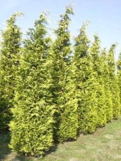 Gele Haagconifeer (Chamaecyparis Lawsoniana 'Ivonne') 16 Gele Haagconifeer (Chamaecyparis Lawsoniana 'Ivonne') -Groene Wereld cham l ivonne 400 450 1