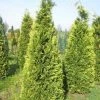 Gele Haagconifeer (Chamaecyparis Lawsoniana 'Stardust')