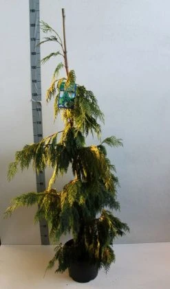 Cypres (Chamaecyparis Nootkatensis 'Pendula') -Groene Wereld chamacyparis n pendula 100 125 cm co. 10l b kopie 1