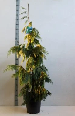 Cypres (Chamaecyparis Nootkatensis 'Pendula') 16 Cypres (Chamaecyparis Nootkatensis 'Pendula') -Groene Wereld chamacyparis n pendula 100 125 cm co. 10l kopie 2