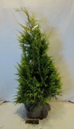 Cypres (Chamaecyparis Lawsoniana 'Golden Wonder') -Groene Wereld chamacyparislgoldenwonder100 125