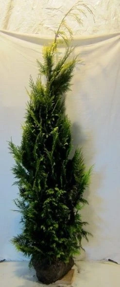 Gele Haagconifeer (Chamaecyparis Lawsoniana 'Ivonne') 22 Gele Haagconifeer (Chamaecyparis Lawsoniana 'Ivonne') -Groene Wereld chamacyparislivonne175 200