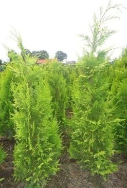 Gele Haagconifeer (Chamaecyparis Lawsoniana 'Ivonne') 24 Gele Haagconifeer (Chamaecyparis Lawsoniana 'Ivonne') -Groene Wereld chamacyparislivonne80125vh