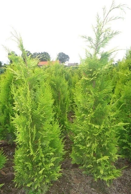 Gele Haagconifeer (Chamaecyparis Lawsoniana 'Ivonne') 13 Gele Haagconifeer (Chamaecyparis Lawsoniana 'Ivonne') - Afbeelding 11