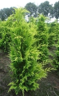 Gele Haagconifeer (Chamaecyparis Lawsoniana 'Stardust') -Groene Wereld chamacyparislstard100125vh