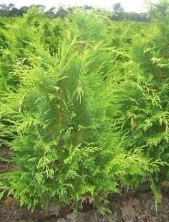 Gele Haagconifeer (Chamaecyparis Lawsoniana 'Stardust') -Groene Wereld chamacyparislstard60100jv