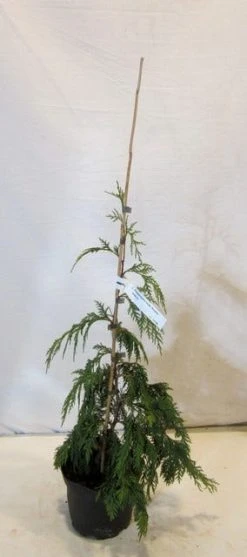 Cypres (Chamaecyparis Nootkatensis 'Pendula') -Groene Wereld chamacyparisnpendula050 060 1