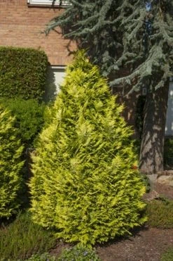 Gele Haagconifeer (Chamaecyparis Lawsoniana 'Ivonne') 25 Gele Haagconifeer (Chamaecyparis Lawsoniana 'Ivonne') -Groene Wereld chamaecyparis law. ivonne