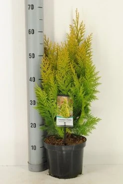 Gele Haagconifeer (Chamaecyparis Lawsoniana 'Ivonne') 23 Gele Haagconifeer (Chamaecyparis Lawsoniana 'Ivonne') -Groene Wereld chamaecyparis law. ivonne c3 m