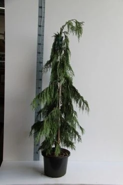Cypres (Chamaecyparis Nootkatensis 'Pendula') -Groene Wereld chamaecyparis n. pendula 125 150 cm co. 12l v 1