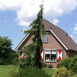 Cypres (Chamaecyparis Nootkatensis 'Pendula') -Groene Wereld chamaecyparis nootk. pendula 1