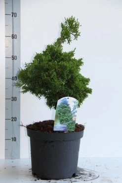 Dwergcypres (Chamaecyparis Obtusa 'Nana Gracilis') 10 Dwergcypres (Chamaecyparis Obtusa 'Nana Gracilis') -Groene Wereld chamaecyparis o nana gracilis 30 35 cm co. 7.5l v