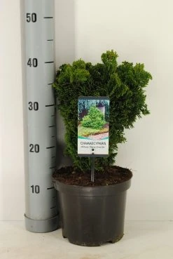 Dwergcypres (Chamaecyparis Obtusa 'Nana Gracilis') 13 Dwergcypres (Chamaecyparis Obtusa 'Nana Gracilis') -Groene Wereld chamaecyparis obt. nana gracilis c3 m