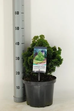 Dwergcypres (Chamaecyparis Obtusa 'Nana Gracilis') 12 Dwergcypres (Chamaecyparis Obtusa 'Nana Gracilis') -Groene Wereld chamaecyparis obt. nana gracilis c5 m