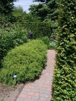 Cypres (Chamaecyparis Pisifera 'Filifera Nana') 13 Cypres (Chamaecyparis Pisifera 'Filifera Nana') -Groene Wereld chamaecyparis pis. filifera nana