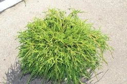 Cypres (Chamaecyparis Pisifera 'Filifera Nana') -Groene Wereld chamaecyparis pisifera filifera nana 2