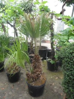 Dwergpalm (Chamaerops Humilis) -Groene Wereld chamaerops humilis 100 125 150 c70 1