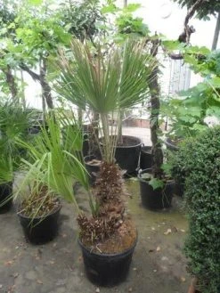 Dwergpalm (Chamaerops Humilis) -Groene Wereld chamaerops humilis 100 125 150 c70 1 1