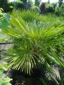 Dwergpalm (Chamaerops Humilis) -Groene Wereld chamaerops humilis 100 125 c50
