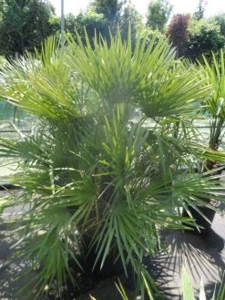 Dwergpalm (Chamaerops Humilis) -Groene Wereld chamaerops humilis 125 150 c70