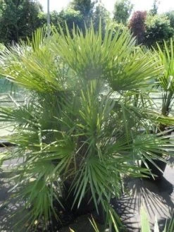 Dwergpalm (Chamaerops Humilis) -Groene Wereld chamaerops humilis 125 150 c70 1 1