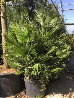 Dwergpalm (Chamaerops Humilis) -Groene Wereld chamaerops humilis 150175cm c130