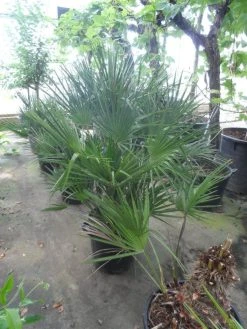 Dwergpalm (Chamaerops Humilis) -Groene Wereld chamaerops humilis 80 100 c35 1