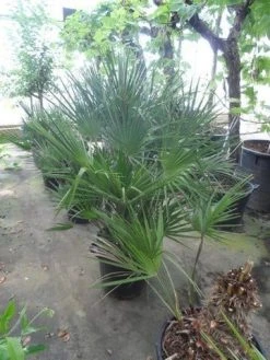 Dwergpalm (Chamaerops Humilis) -Groene Wereld chamaerops humilis 80 100 c35 1