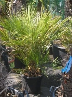 Dwergpalm (Chamaerops Humilis) -Groene Wereld chamaerops humilis c20 60 80 1