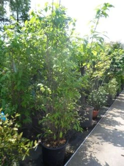 Winterzoet (Chimonanthus Praecox) 10 Winterzoet (Chimonanthus Praecox) -Groene Wereld chimonanthus praecox 175 200 250 c50