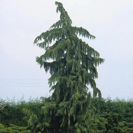 Cypres (Chamaecyparis Nootkatensis 'Pendula') 5 Cypres (Chamaecyparis Nootkatensis 'Pendula') - Afbeelding 3