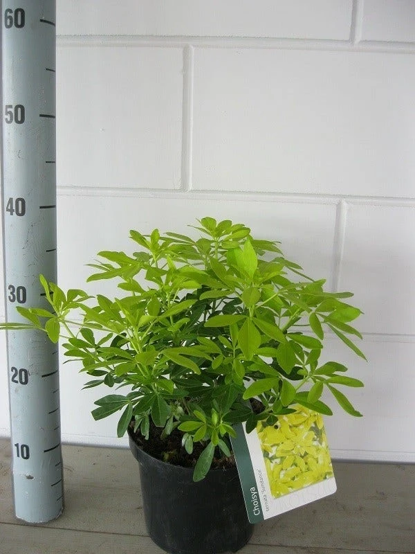 Choisya (Choisya Ternata 'Sundance') 6 Choisya (Choisya Ternata 'Sundance') - Afbeelding 4