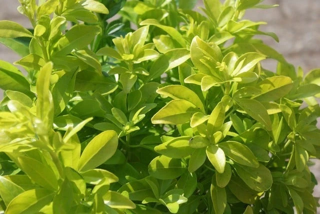 Choisya (Choisya Ternata 'Sundance') 4 Choisya (Choisya Ternata 'Sundance') - Afbeelding 2