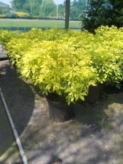 Choisya (Choisya Ternata 'Sundance') 12 Choisya (Choisya Ternata 'Sundance') -Groene Wereld choisya ternata sundance c10 1