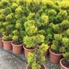 Cipres Als Bonsai (Cupressus Macrocarpa 'Aurea') -Groene Wereld cipres als bonsai cupressus macrocarpa aurea va02