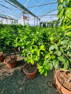 Sinaasappel (Citrus Sinensis 'Arcobal') 7 Sinaasappel (Citrus Sinensis 'Arcobal') -Groene Wereld citrus chinensis arcobal 1