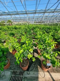 Sinaasappel (Citrus Sinensis 'Arcobal') 8 Sinaasappel (Citrus Sinensis 'Arcobal') -Groene Wereld citrus chinensis arcobal 2