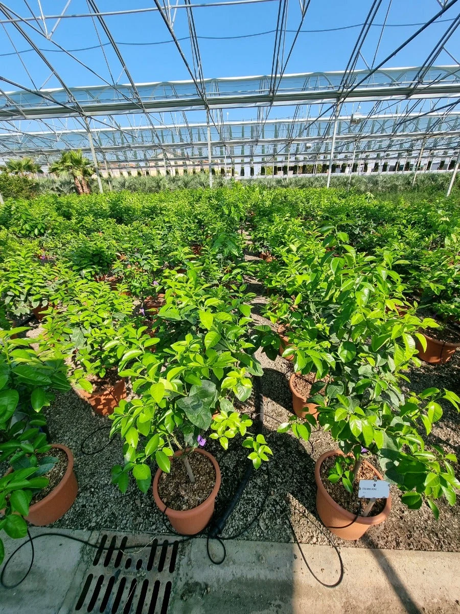 Sinaasappel (Citrus Sinensis 'Arcobal') 5 Sinaasappel (Citrus Sinensis 'Arcobal') - Afbeelding 3