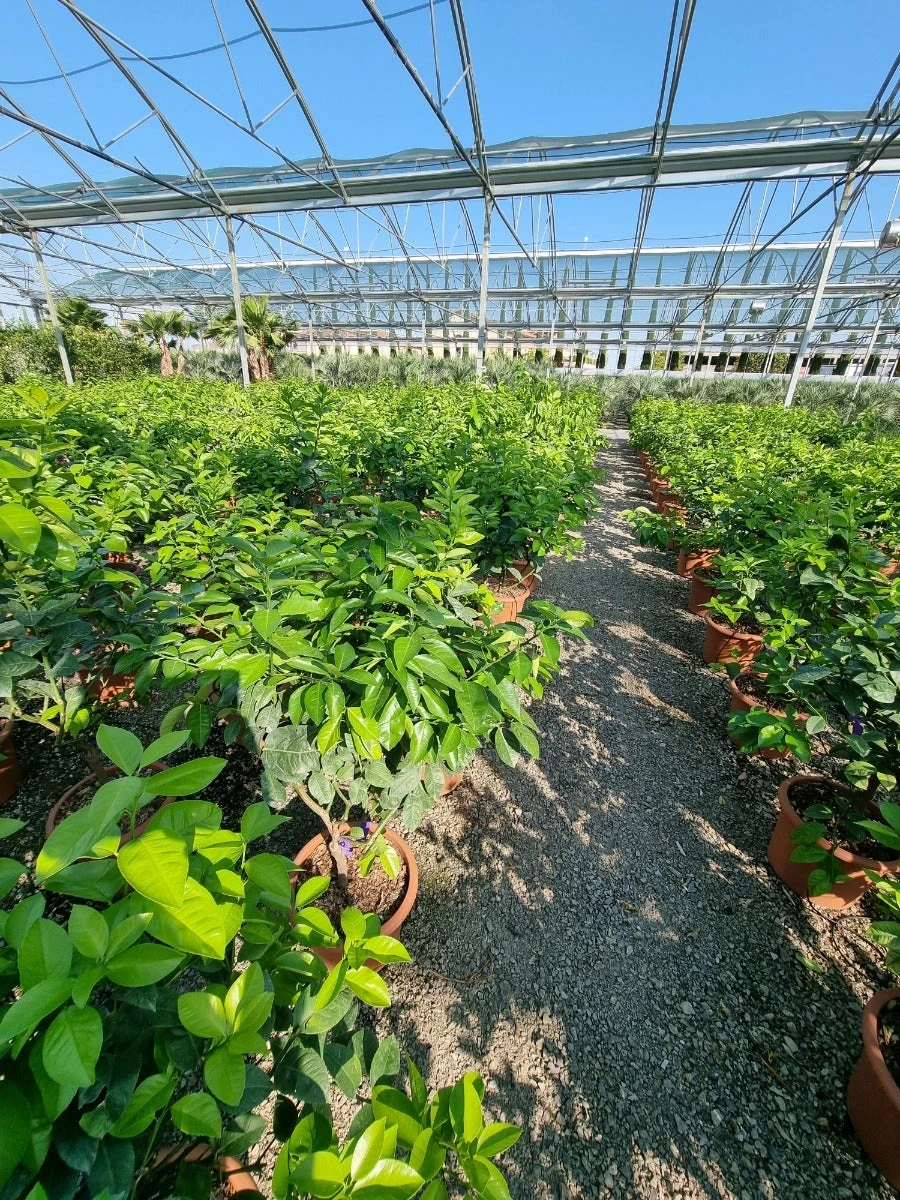 Sinaasappel (Citrus Sinensis 'Arcobal') 6 Sinaasappel (Citrus Sinensis 'Arcobal') - Afbeelding 4