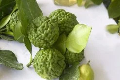 Kaffirlimoen (Citrus Hystrix) -Groene Wereld citrus hystrix