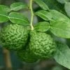 Kaffirlimoen (Citrus Hystrix) -Groene Wereld citrushystrix02