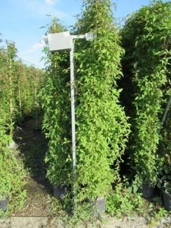 Italiaanse Cypres (Cupressus Sempervirens 'Stricta') -Groene Wereld clematis