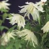Bosrank (Clematis Alpina 'Albina Plena') -Groene Wereld clematis alp. albina plena 2 1
