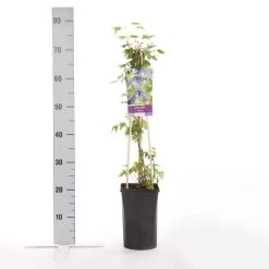 Bosrank (Clematis Alpina) -Groene Wereld clematis alpina