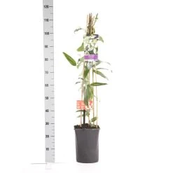 Bosrank, Groenblijvend (Clematis Armandii 'Apple Blossom') 16 Bosrank, Groenblijvend (Clematis Armandii 'Apple Blossom') -Groene Wereld clematis apelblossom 1.00 1.25 2