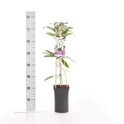 Bosrank, Groenblijvend (Clematis Armandii) -Groene Wereld clematis armandii 1