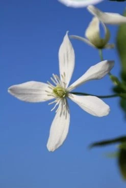 Bosrank, Groenblijvend (Clematis Armandii) -Groene Wereld clematis armandii 3 1