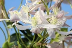 Bosrank, Groenblijvend (Clematis Armandii 'Apple Blossom') 13 Bosrank, Groenblijvend (Clematis Armandii 'Apple Blossom') -Groene Wereld clematis armandii apple blossom 1