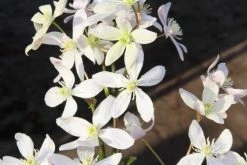 Bosrank, Groenblijvend (Clematis Armandii 'Apple Blossom') -Groene Wereld clematis armandii apple blossom 2 1